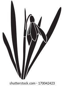 Silhouette image spring snowdrops flower