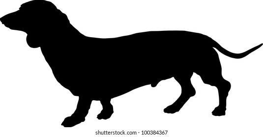 A silhouette image of a standing male Dachshund dog.