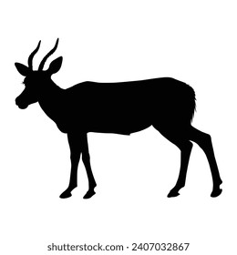 Silhouette of a impala on white.