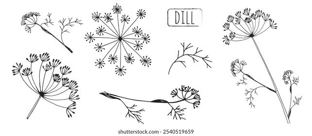 Silhueta de inflorescência e folhas de endro. Galho de ilustração botânica preto e branco de endro. Planta medicinal. Temperos vitamínicos para cozinhar. Ingrediente para recebimento.