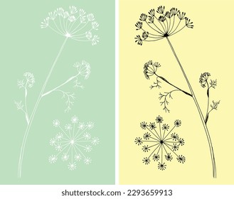 Silhouette of inflorescence and leaves of dill on a green and yellow background. Black and white botanical illustration of dill. Medicinal plant. Culinary ingredient.