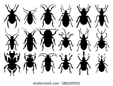 Silhouetteninsekt einzeln auf Weiß. Vektorgrafik. Käfersammlung