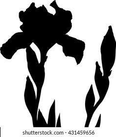 Silhouette of iris flower