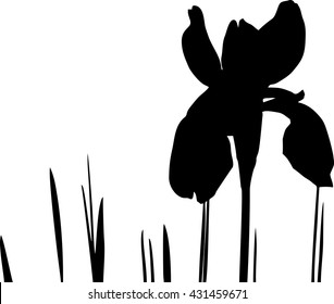 Silhouette of iris flower
