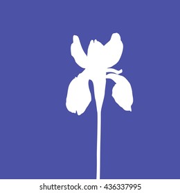 Silhouette of iris flower on blue background
