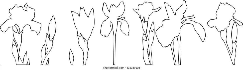 Silhouette of iris flowers