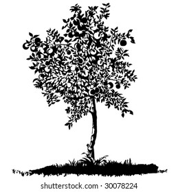 silhouette of isolated apple tree