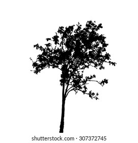 Silhouette Isolated on White Background. Vector Illustration. EPS10