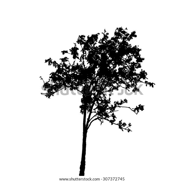 Silhouette Isolated On White Background Vector Stock Vector (Royalty ...