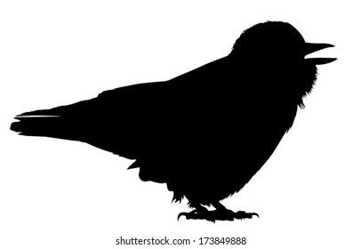 Silhouette of the jackdaw calling.