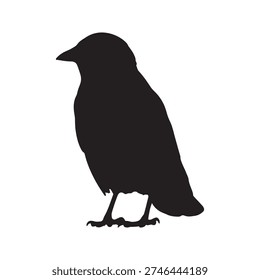 silhouette Jackdaw Corvus monedula on white back ground