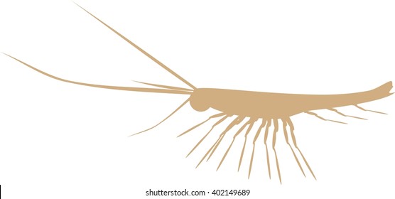 silhouette of krill