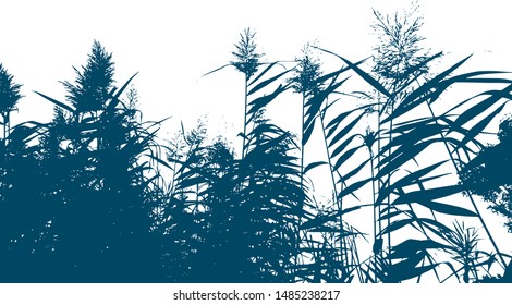 The silhouette of the lake reeds. Bamboo. Grass near the lake. Group of plants. Close-up. Isolated vector illustration. Black on white.