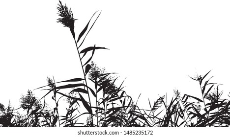 The silhouette of the lake reeds. Grass near the lake. Close-up. Isolated vector illustration. Black on white.