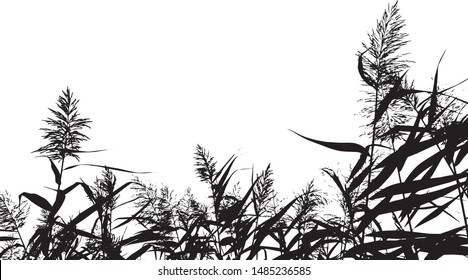 The silhouette of the lake reeds. Grass near the lake. Group of plants. Close-up. Isolated vector illustration. Black on white.