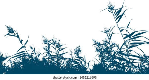 The silhouette of the lake reeds. Near the river. Isolated vector illustration. Black on white.