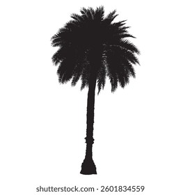 Silhouette large oil palm or Elaeis guineensis abstract background pattern of a tropical tree