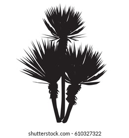 Silhouette of a large plant of a yucca (Yucca filamentosa) with three stalks