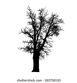 Silhouette of a large tree. Vector 