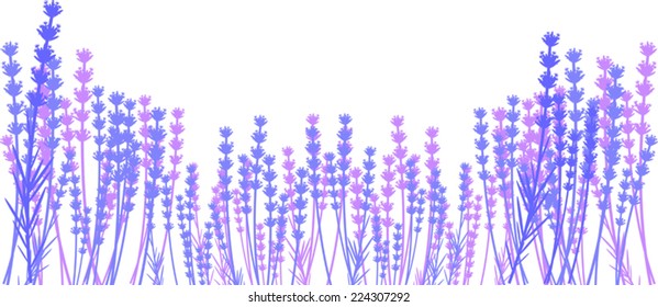 Silhouette of lavender