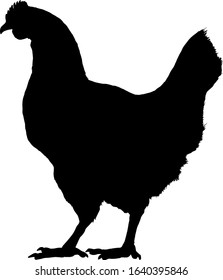 Silhouette of a layer chicken. Vector illustration. 