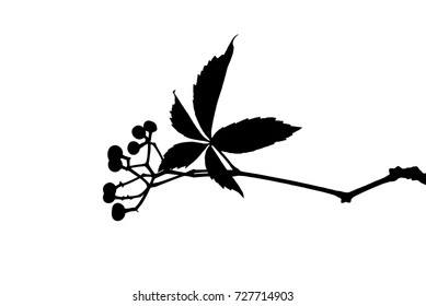 Silhouette of leaf and berries of wild grape isolated on white  