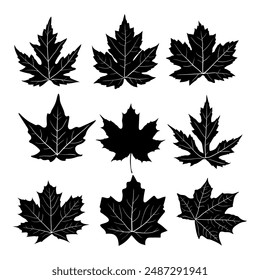 diseño de hoja de silueta, colección de hoja de Ilustración vectorial