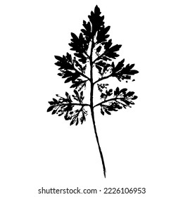 Silhouette of a leaf of a field plant. black print of grass texture isolated on a white background. Botanical element for eco design.