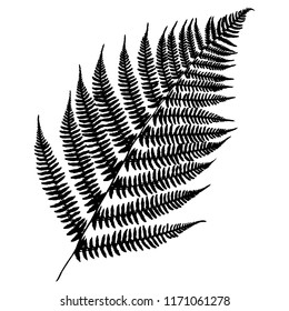 Silhouette of a leaf of a forest fern. Black isolated on white background. Good detailed leaflets. Vector illustration.