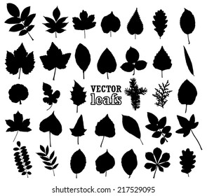 silhouette leaf set/ vector illustration