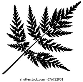  Silhouette of leaf of wild chervil isolated on white