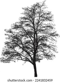 Silhouette of a leafless tree