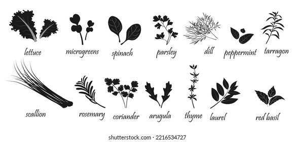 Silhouette of leafy vegetables and spices for cooking. Herbal ingredients infographics on white background.