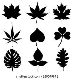 Silhouette of Leaves