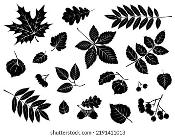 Silhouette of leaves, berries, acorns, physalis. Decorative handmade elements.