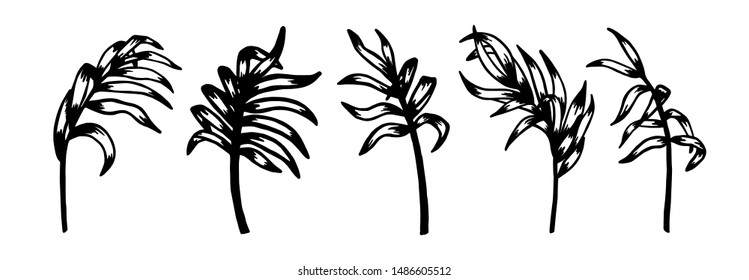 Silhouette leaves tropical plants isolated on white background. Set of palm leaves. Collection leaves exotic tree. Tropic tree branches. Equatorial greenery. Hand drawn palm branch. Dypsis lutescens