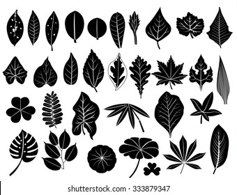 18,710 Caladium Leaf Leaves Images, Stock Photos & Vectors | Shutterstock