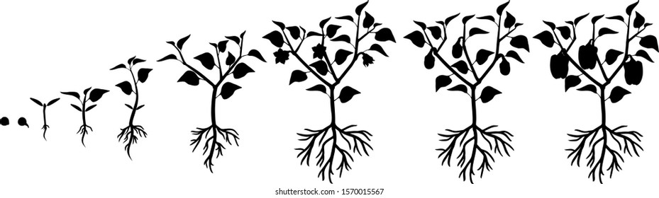 Silhouette of life cycle of pepper plant. Growth stages from seed to flowering and fruiting plant with ripe peppers isolated on white background