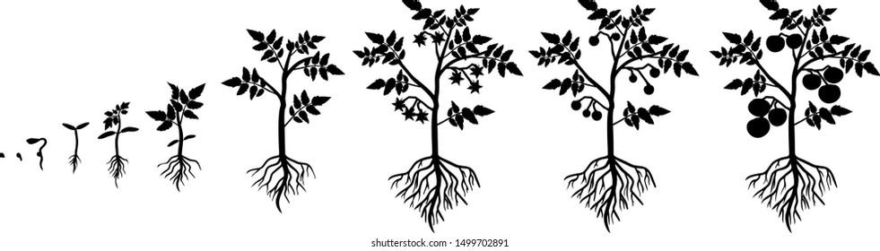 Silhouette of life cycle of tomato plant. Growth stages from seed to flowering and fruiting plant with tomatoes isolated on white background