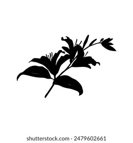 
silhouette of a lily branch
