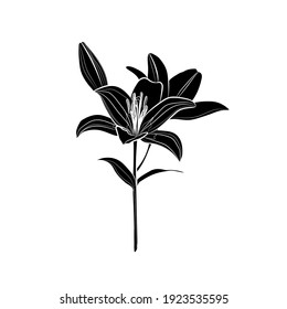 Silhouette Of Lily Flower. Black And White Illustration. Vector.