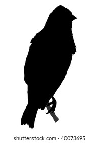 silhouette of linnet