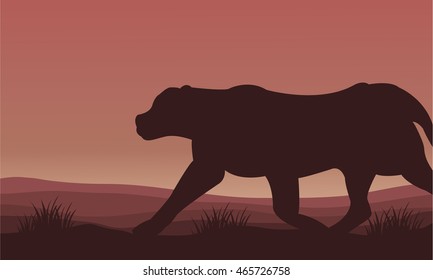 Silhouette of lion alone scenery vector illustration