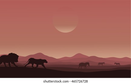 Silhouette of lion family in desert scenery illustration