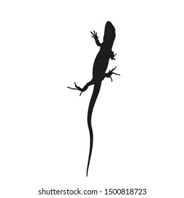 Silhouette of lizard. View from the top. Vector illustration isolated on white background