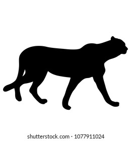 Silhouette of the Lynx on a white background