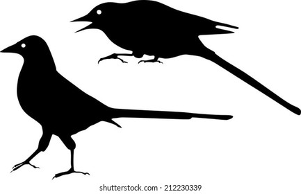 Silhouette of Magpie