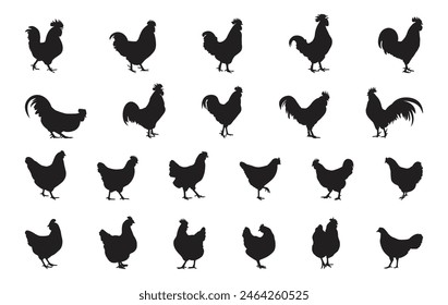 Silhouette of a male and female rooster. Beautiful chicken. Vector illustration