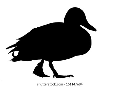 Silhouette of the Mallard Duck walking.