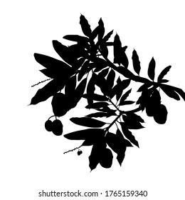 silueta de un árbol de mango con fondo blanco. La fruta más cara del mango. Ilustración del vector